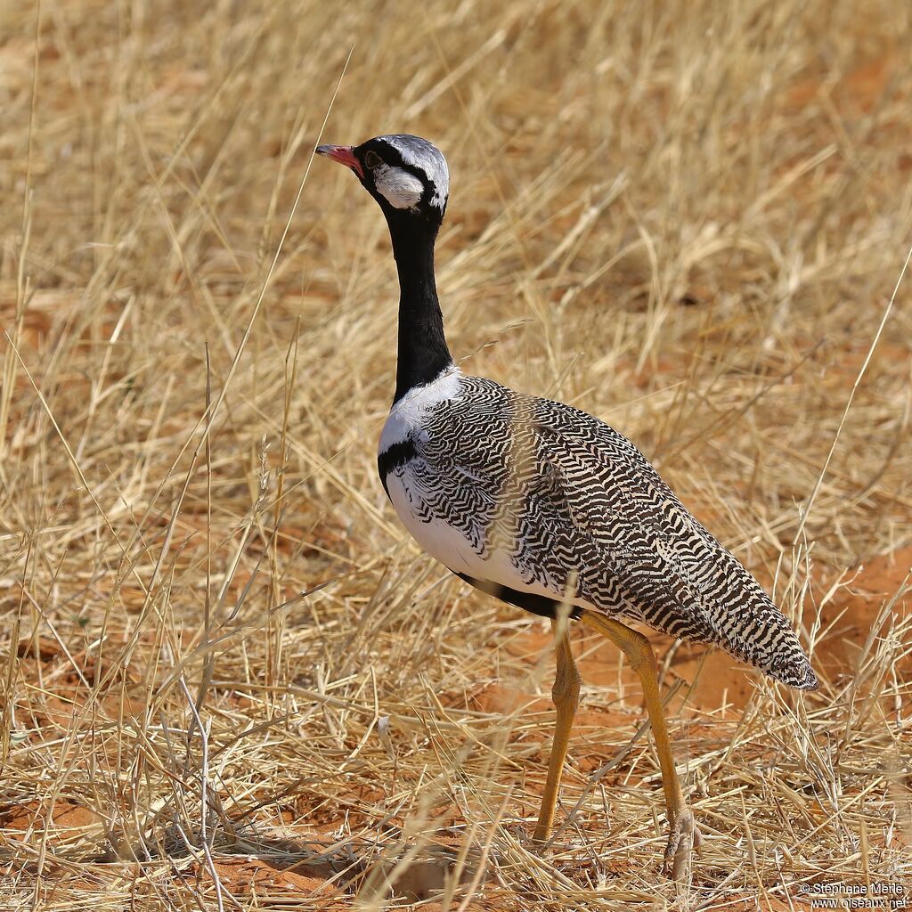 Northern Black Korhaan male