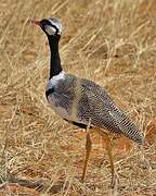 Northern Black Korhaan