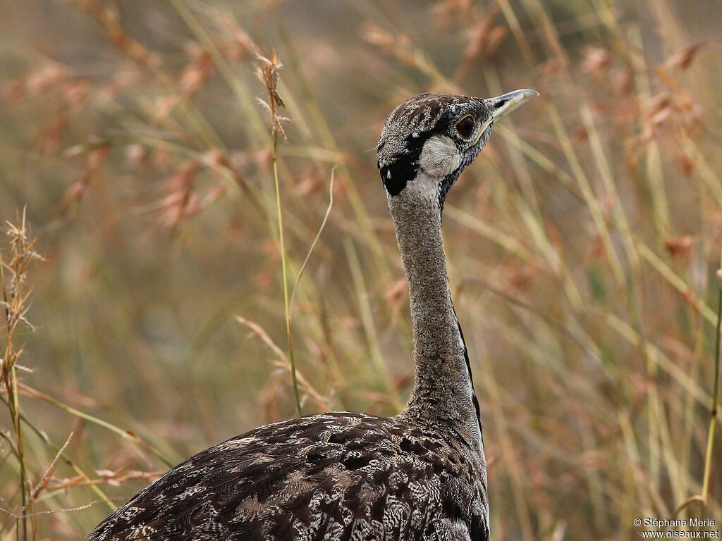 Black-bellied Bustard male adult