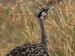 Black-bellied Bustard