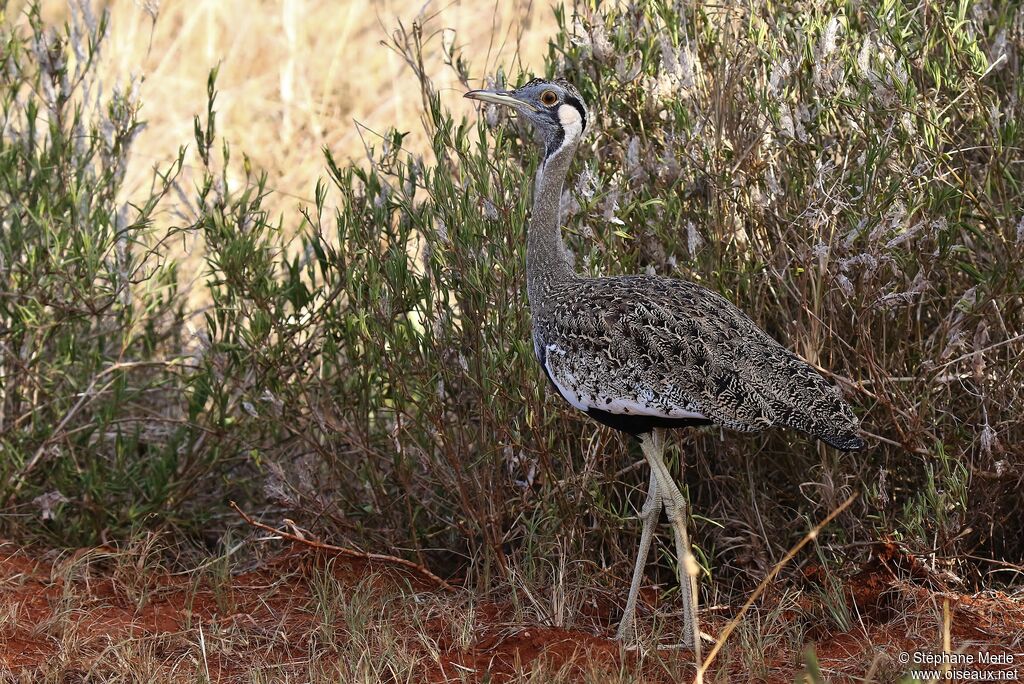 Black-bellied Bustard male adult