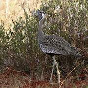 Black-bellied Bustard