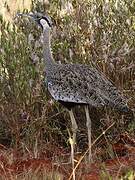 Black-bellied Bustard