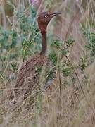 Buff-crested Bustard