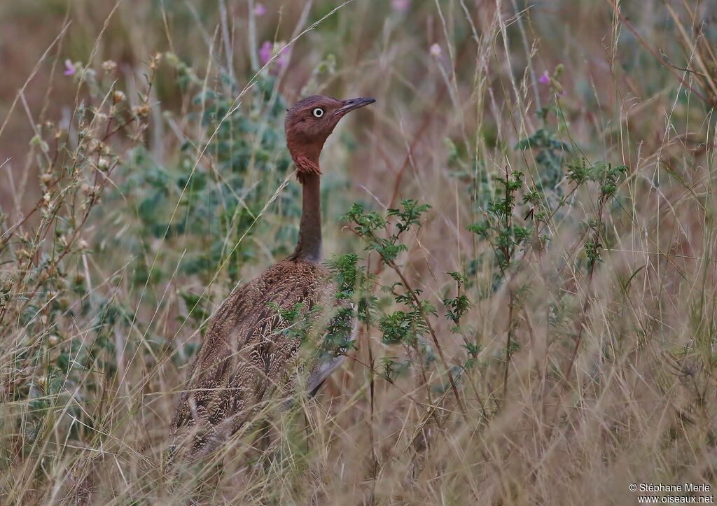 Buff-crested Bustard male adult