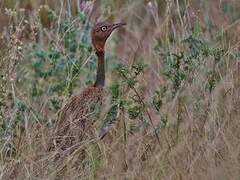 Buff-crested Bustard