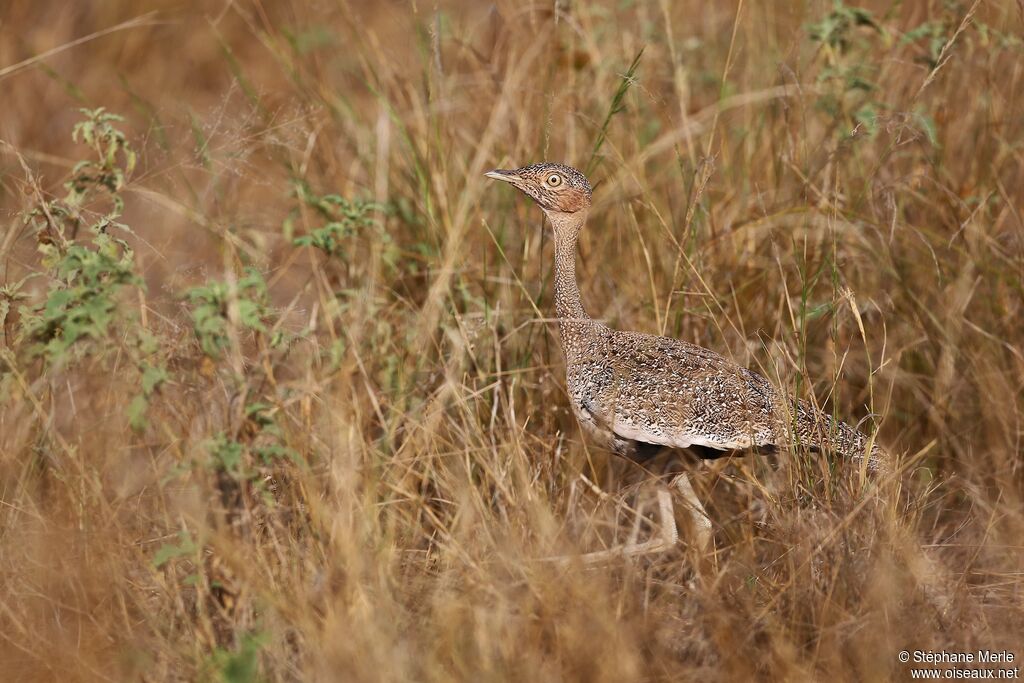 Buff-crested Bustard female adult