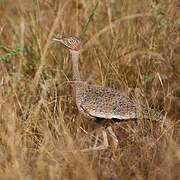 Buff-crested Bustard