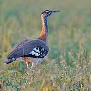 Denham's Bustard