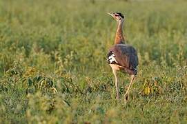 Denham's Bustard