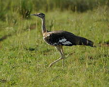 Denham's Bustard