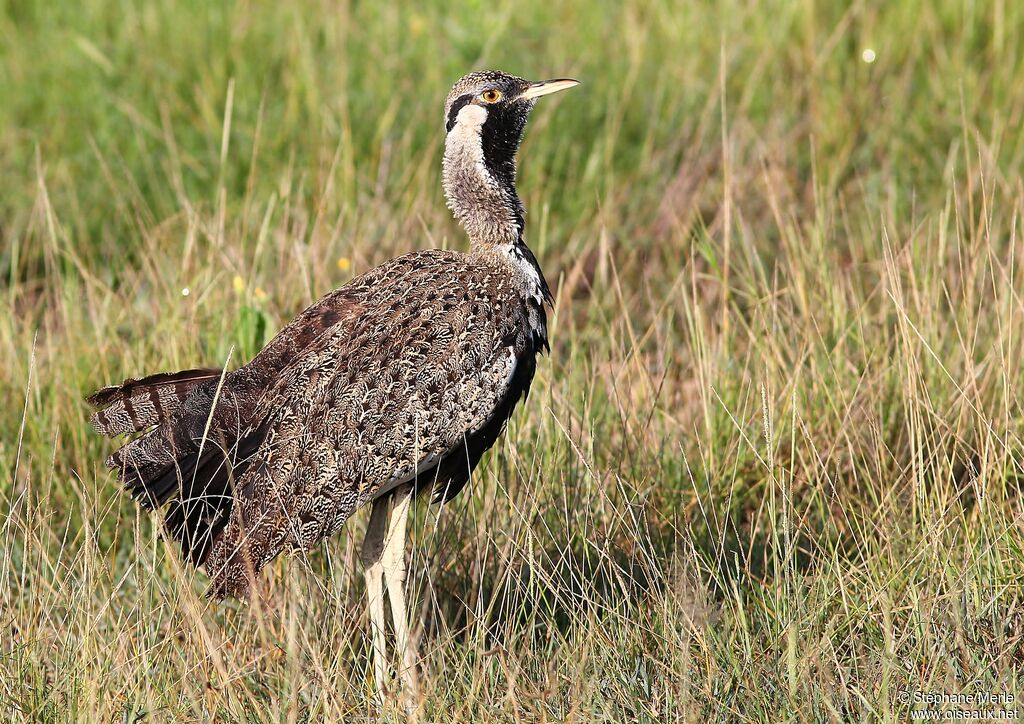 Hartlaub's Bustard male adult breeding