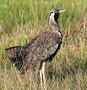 Hartlaub's Bustard