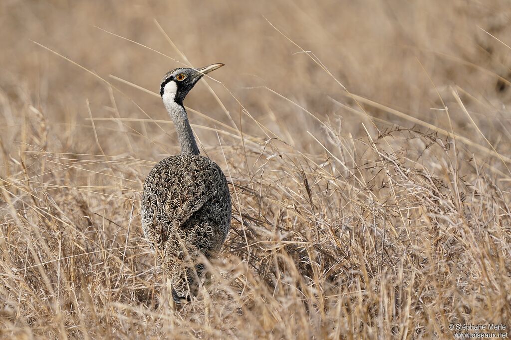 Hartlaub's Bustard male adult