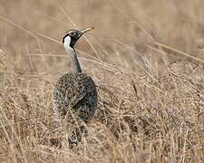 Hartlaub's Bustard