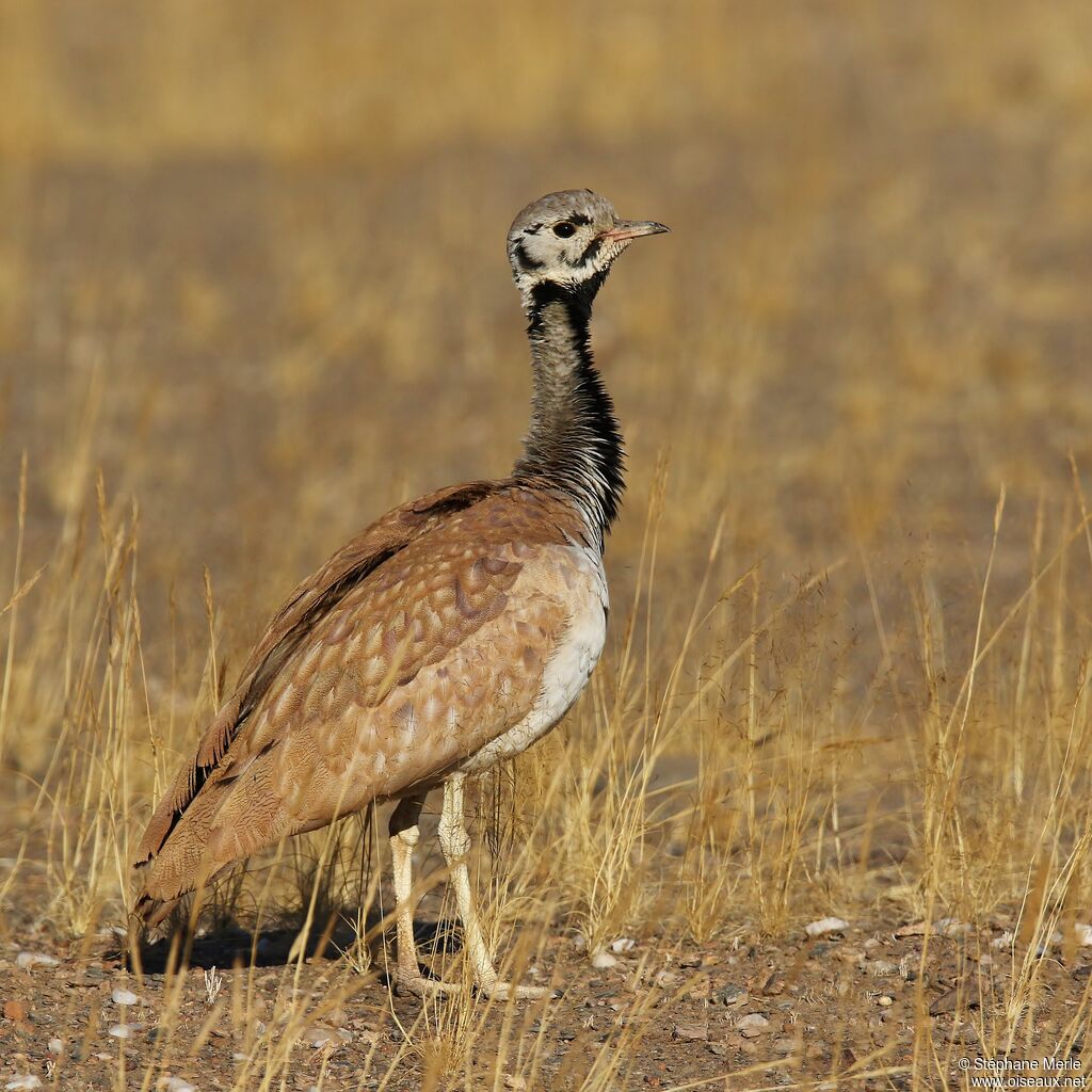 Rüppell's Korhaanadult