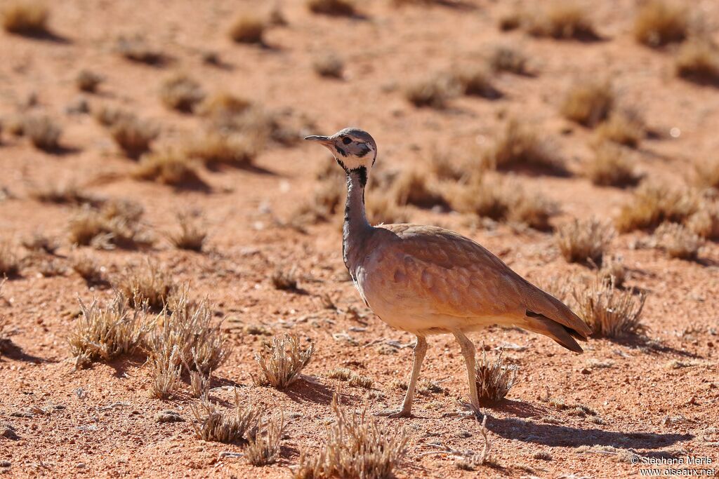 Rüppell's Korhaan