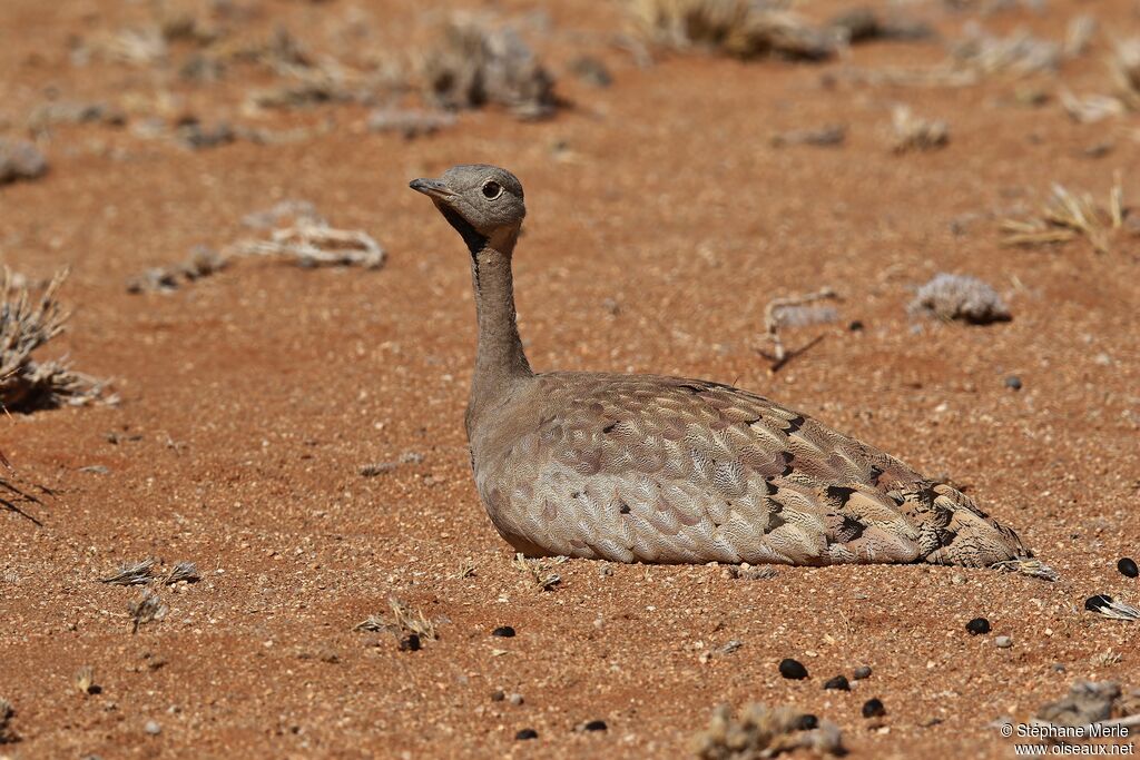 Karoo Korhaan female