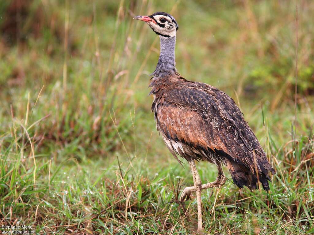 White-bellied Bustard male adult