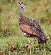 White-bellied Bustard