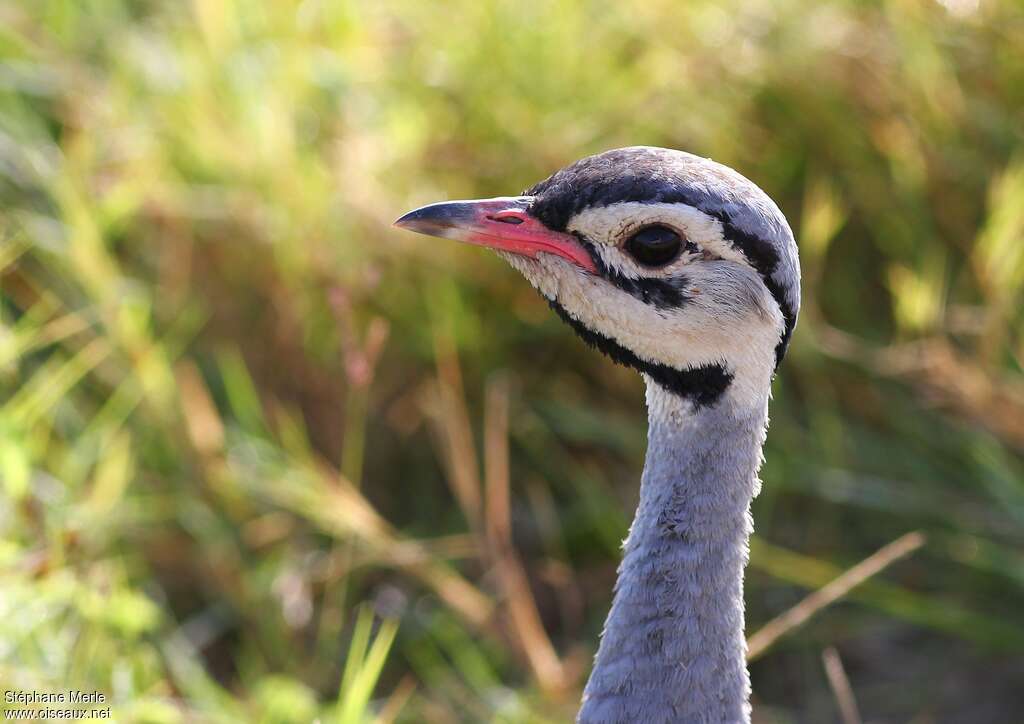 White-bellied Bustard male adult, close-up portrait