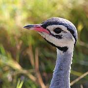 White-bellied Bustard