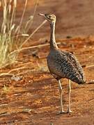 White-bellied Bustard