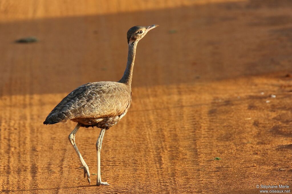 White-bellied Bustard female