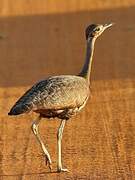 White-bellied Bustard