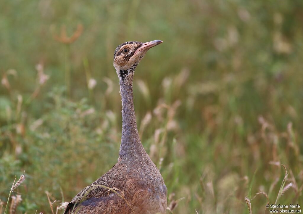 White-bellied Bustard female adult