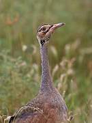 White-bellied Bustard