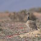 Outarde houbara