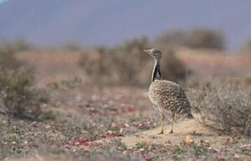 Outarde houbara