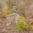 Outarde houbara
