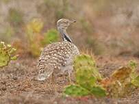 Outarde houbara