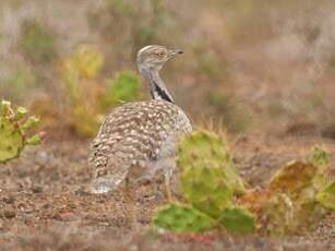 Outarde houbara