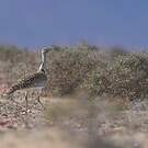 Outarde houbara