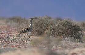 Outarde houbara