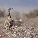 Outarde houbara