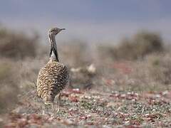 Outarde houbara