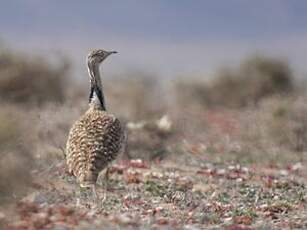 Outarde houbara