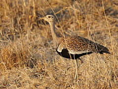 Red-crested Korhaan