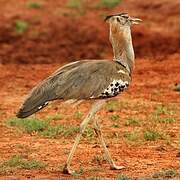 Kori Bustard