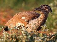 Kori Bustard