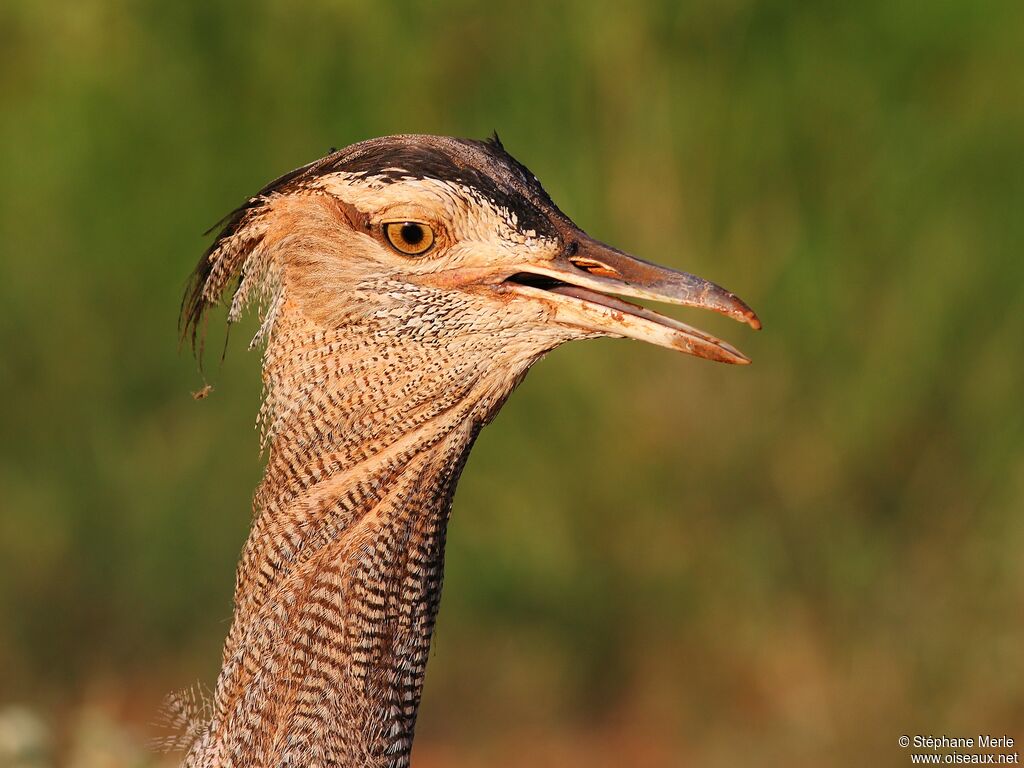 Kori Bustard