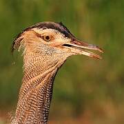 Kori Bustard