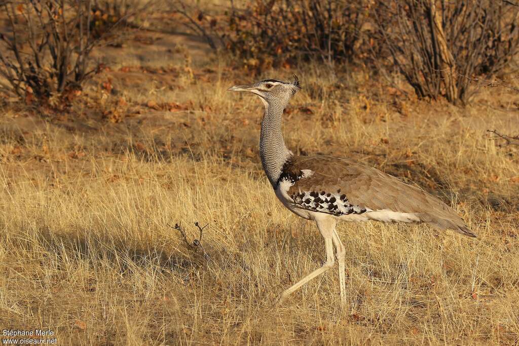 Kori Bustard female adult, identification