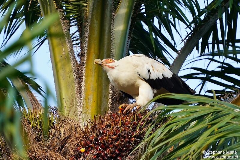 Palm-nut Vultureadult