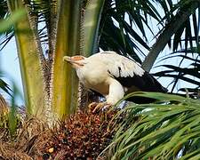 Palm-nut Vulture