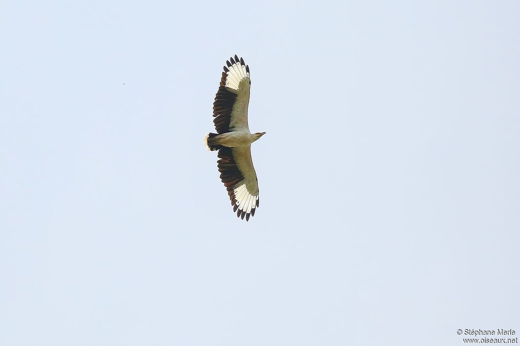 Palm-nut Vulture